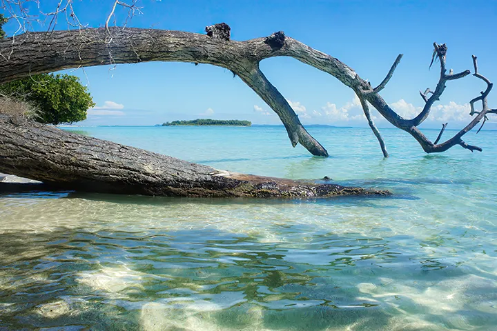 Playa tropical con un tronco